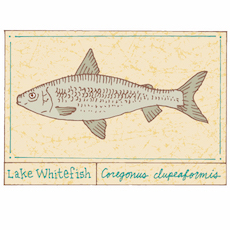 Whitefish Pâté